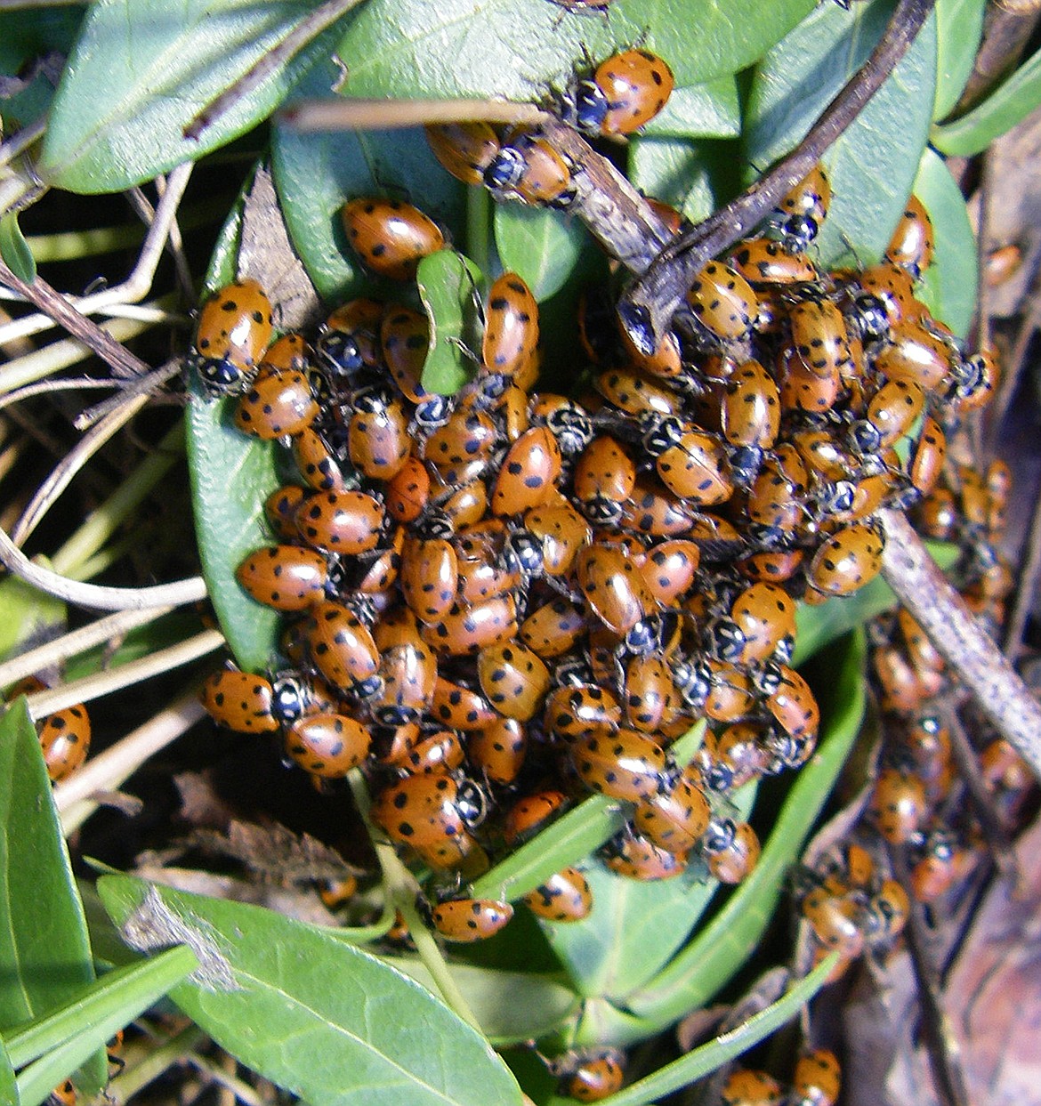 Ladybugs emerging in the spring are worth their weight in pest-killers.