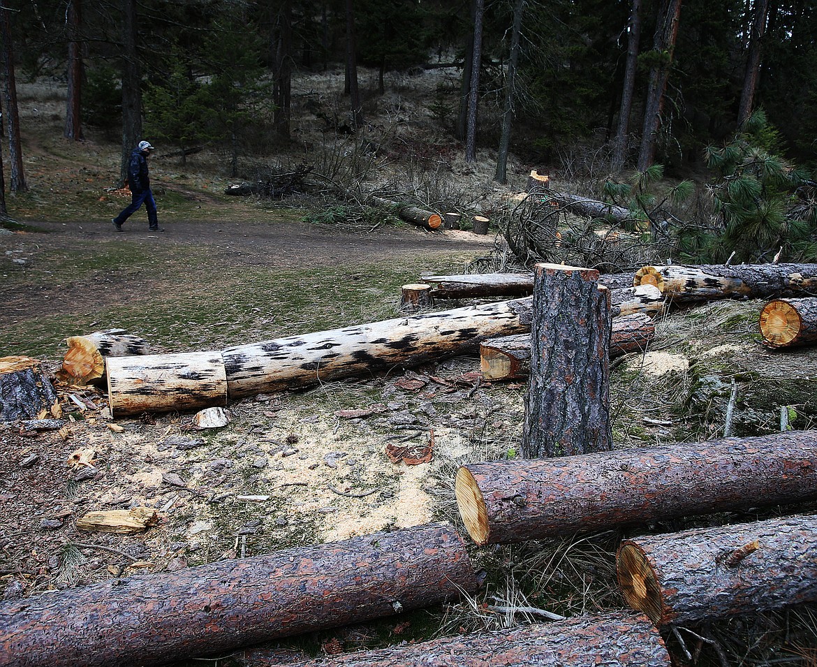 A trio of trees lay falled and sawed near Marker 14 Monday. The trees, which had been cut after a Feb. 1 windstorm toppled trees and created hazardous conditions, have been gradually sawed and stacke