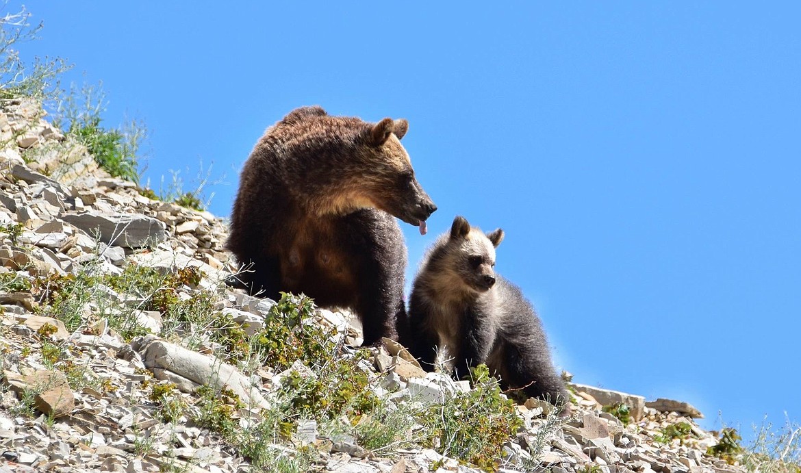 A committee of Boundary County residents and agency representatives is working on the establishment of a bear notification system before bears get out of hibernation.