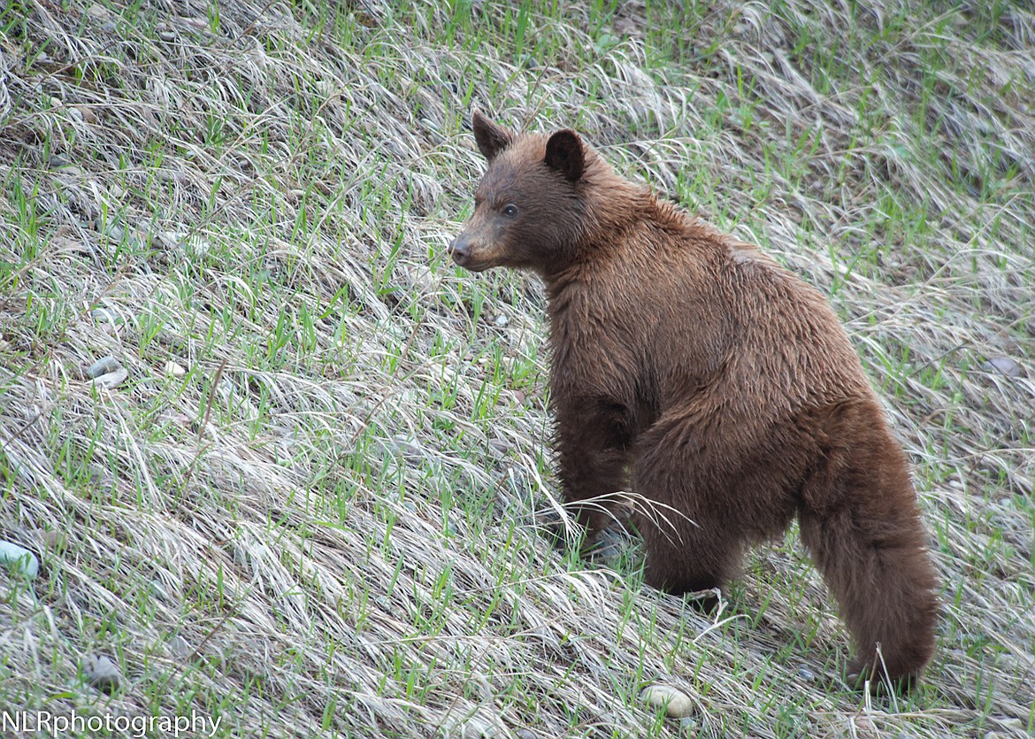 Photo by NANCY RUSSELL 
 The NIXLE notification system is one such way that community members may be notified of observation of some bears.