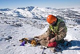 The biologists who are losing sleep over sheep