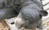 At 700 pounds, black bear killed in New Jersey sets world record