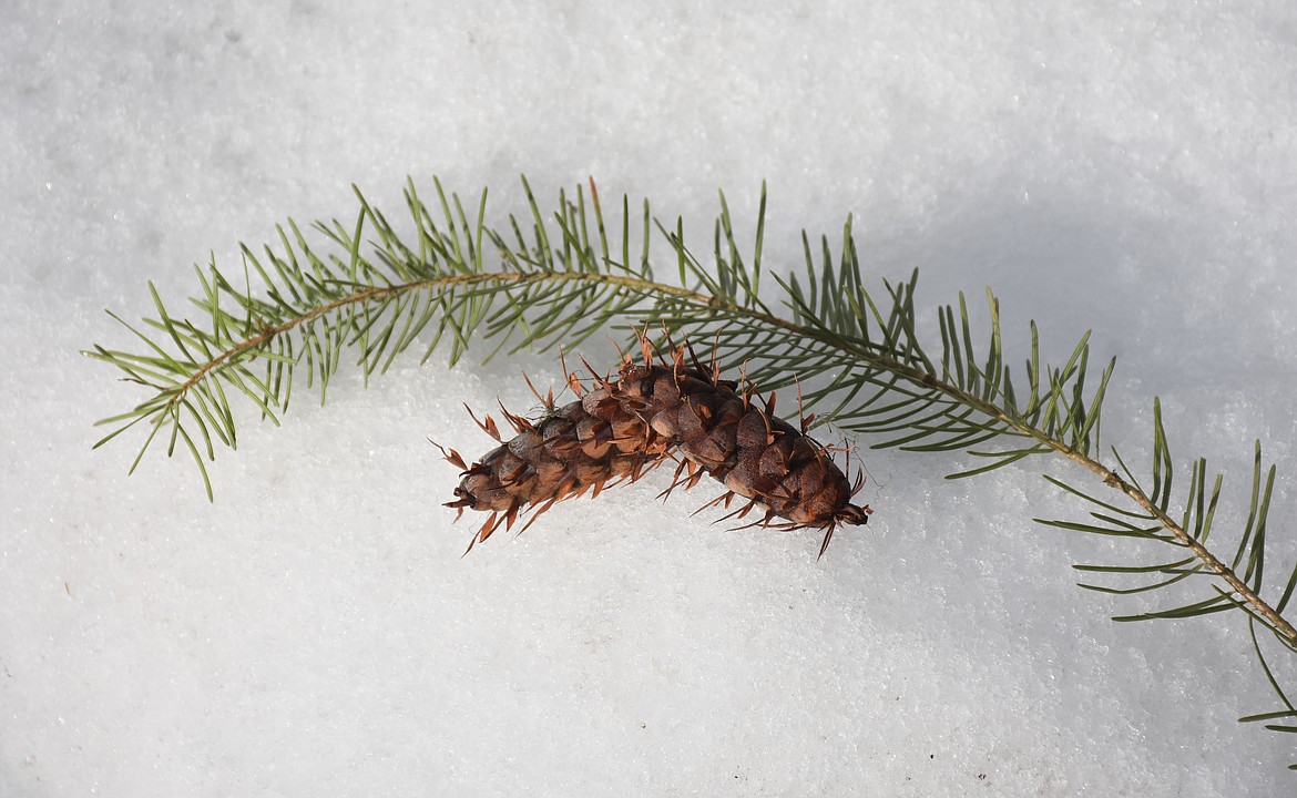 Douglas fir trees have long, flat, spirally arranged needles that grow directly from the branch and shaggy looking seed cones.