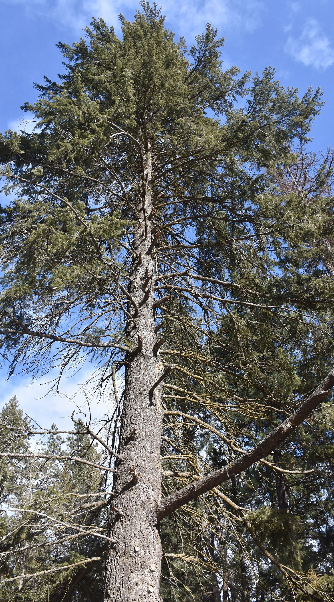 The branches of established Douglas fir trees are a significant distance away from the ground, which keeps its needles safer from wildfires.