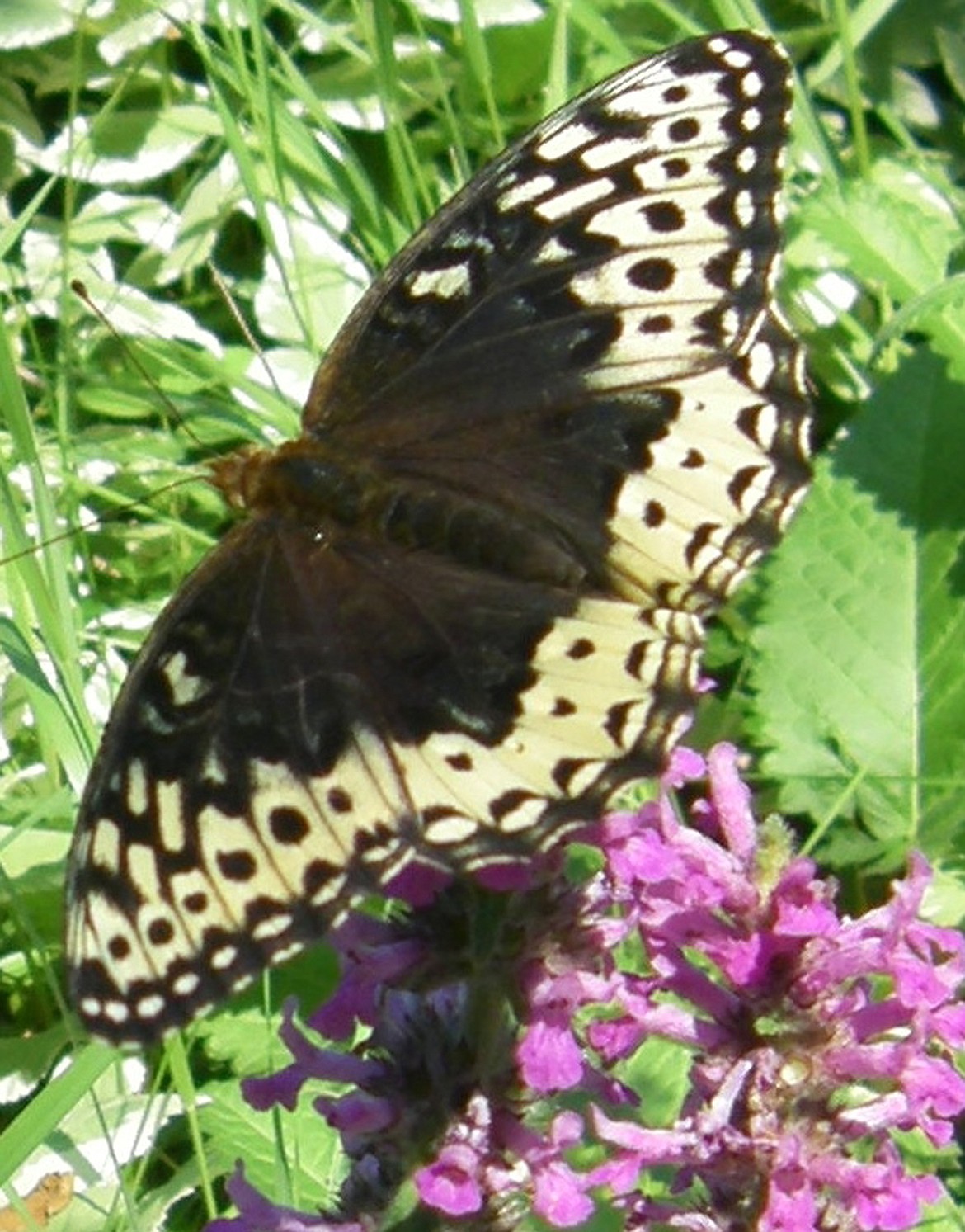 Beautiful Mourning Cloak butterfly graces a Betony bloom while sipping nectar and pollinating in a pesticide-free environment.