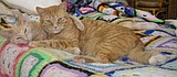 Celebrating 90 years of family, nature and cats