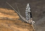 Mayflies make good trout patterns
