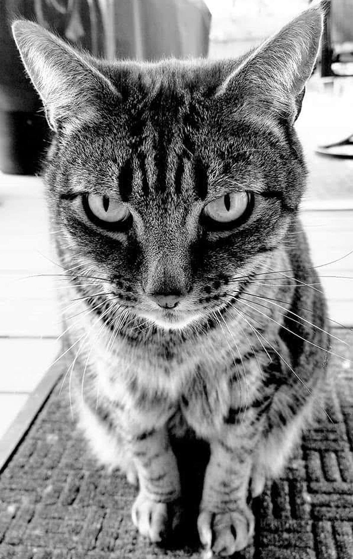 Becky Oxford of Thompson Falls, Mont., shared another Best Shot of her friend’s cat Bubba a few months ago who recently passed away  from cancer. “This is one of my favorite picture I took of him showing his exquisite look.”