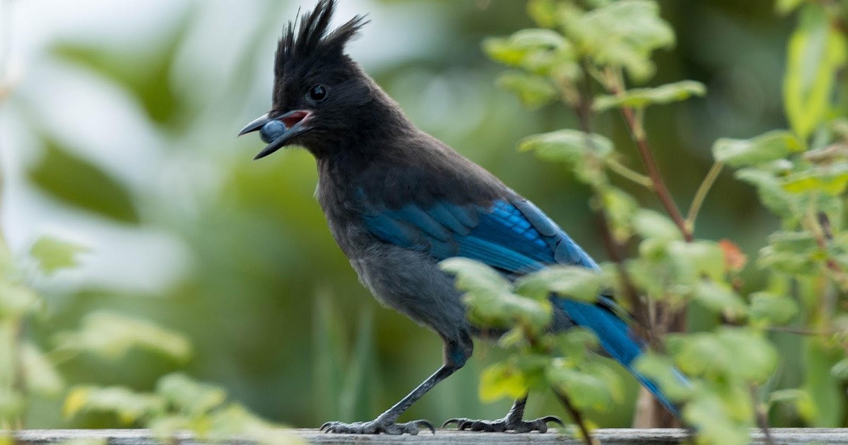 Steller's jays found in Terrace covered in red paint - Terrace Standard