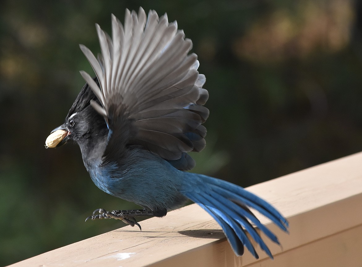 Steller's Jay: Pretty, noisy with a great haircut!