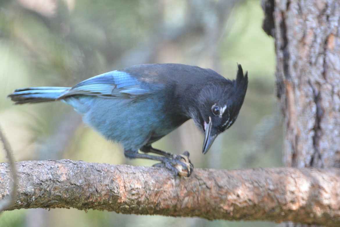 Photo by DON BARTLING
One of the Steller’s jays favorite food is a peanut.