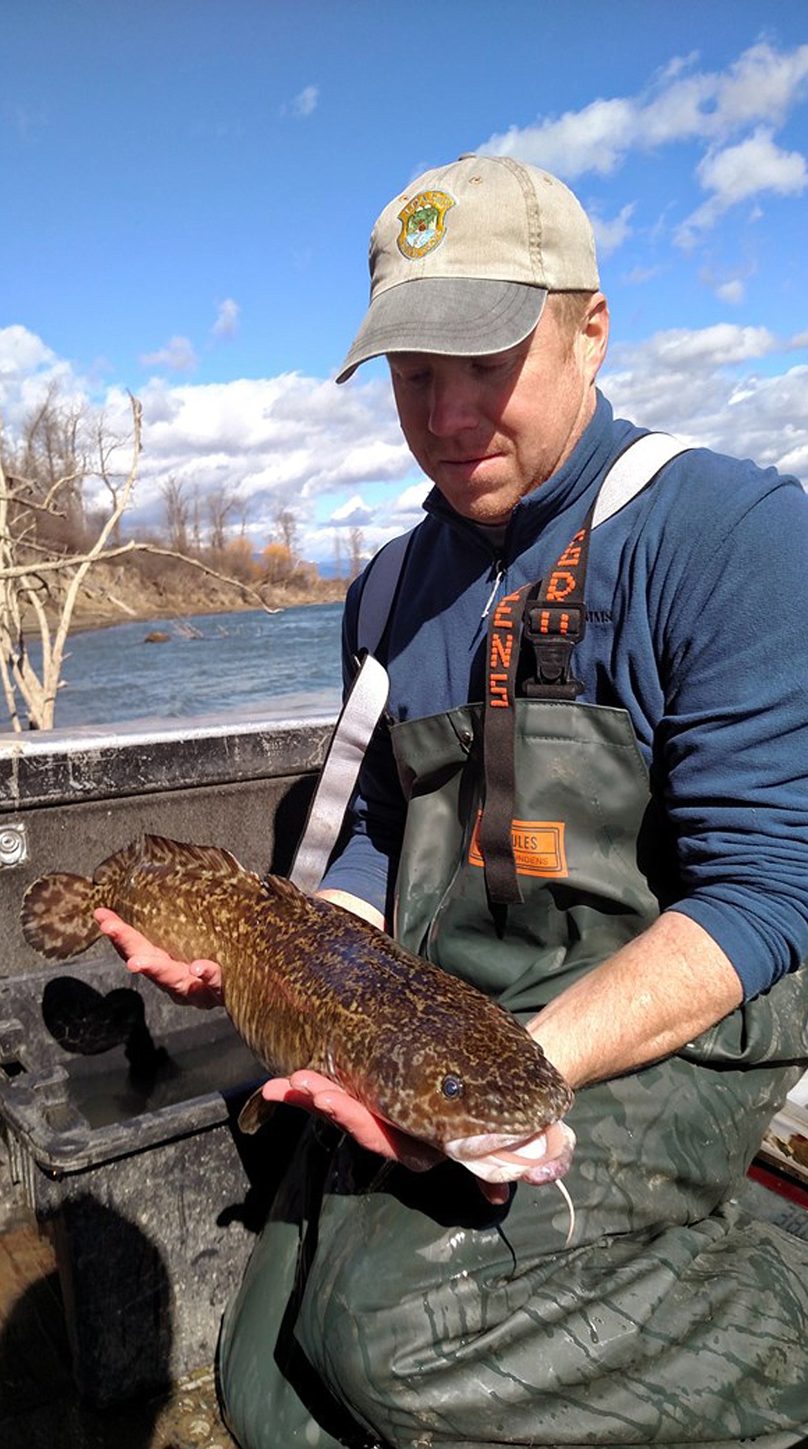 Idaho Department of Fish & Game principal fisheries research biologist Ryan Hardy holds a burbot. But once February arrives, burbot rapidly begin transitioning to spawning mode and start moving to shallower water in the river and its tributaries. During this time, the fish are more accessible to anglers compared to any other time of year.