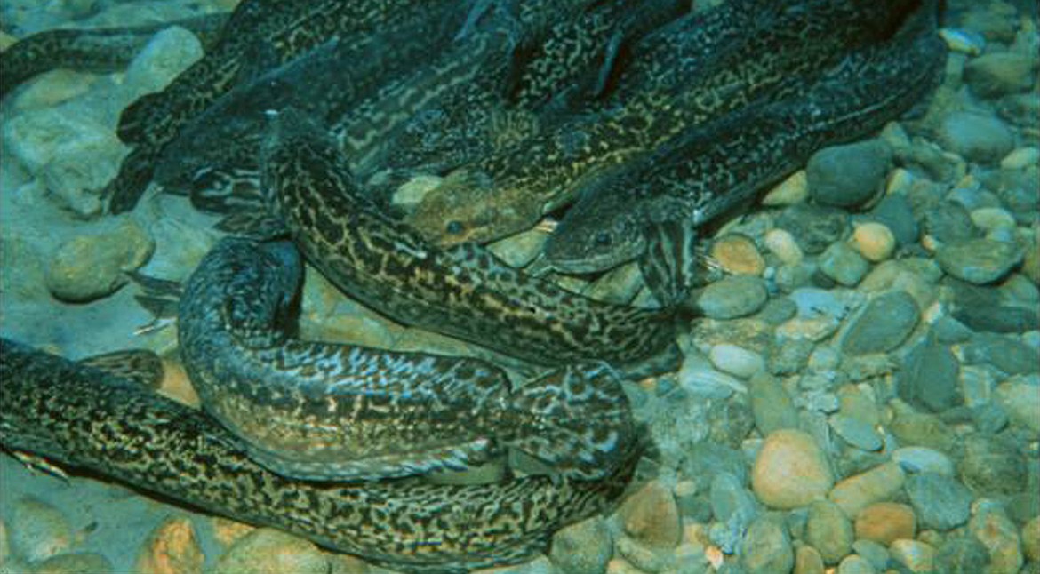 Unlike salmon and trout, burbot don’t build nests. They group together in “spawning balls” and eggs are fertilized in the water column before drifting down to the river bottom.