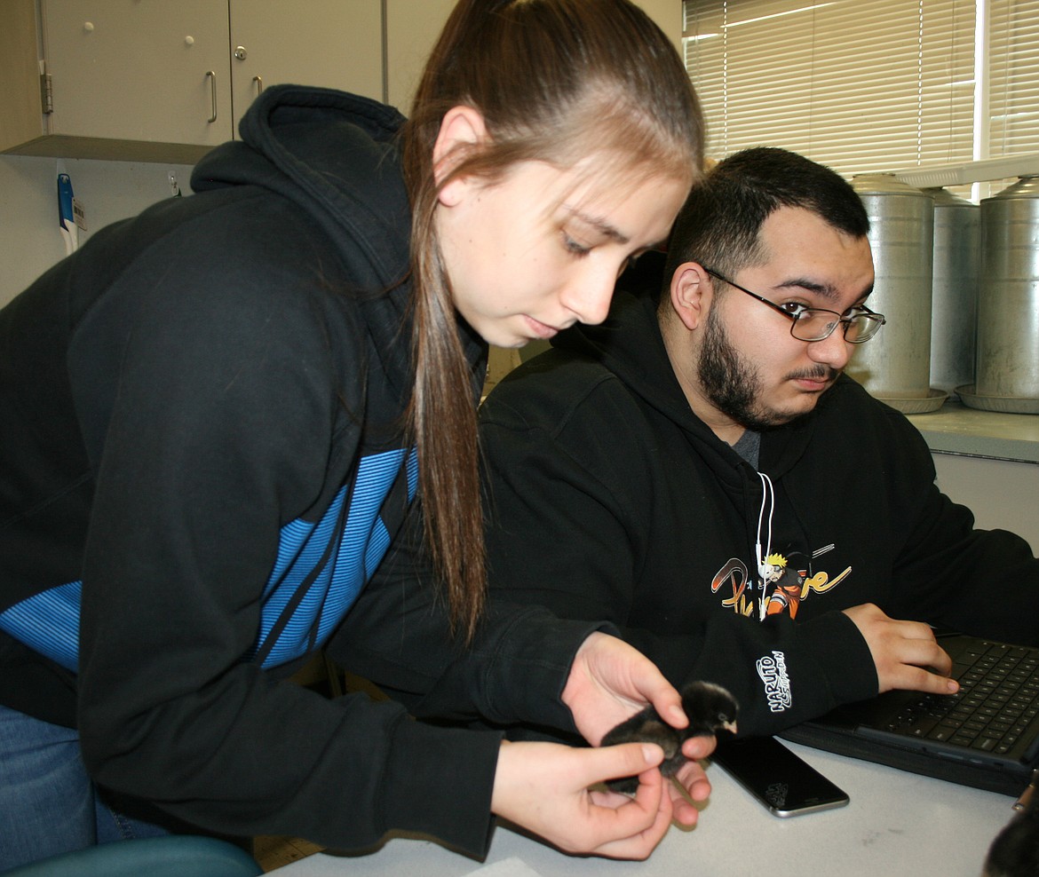 Lakailey Rodriguez (left) does the analysis while Eugene Reyna records the data. The two are students in the animal science class at Moses Lake High School, which is raising chickens as a project that’s both science and business.
