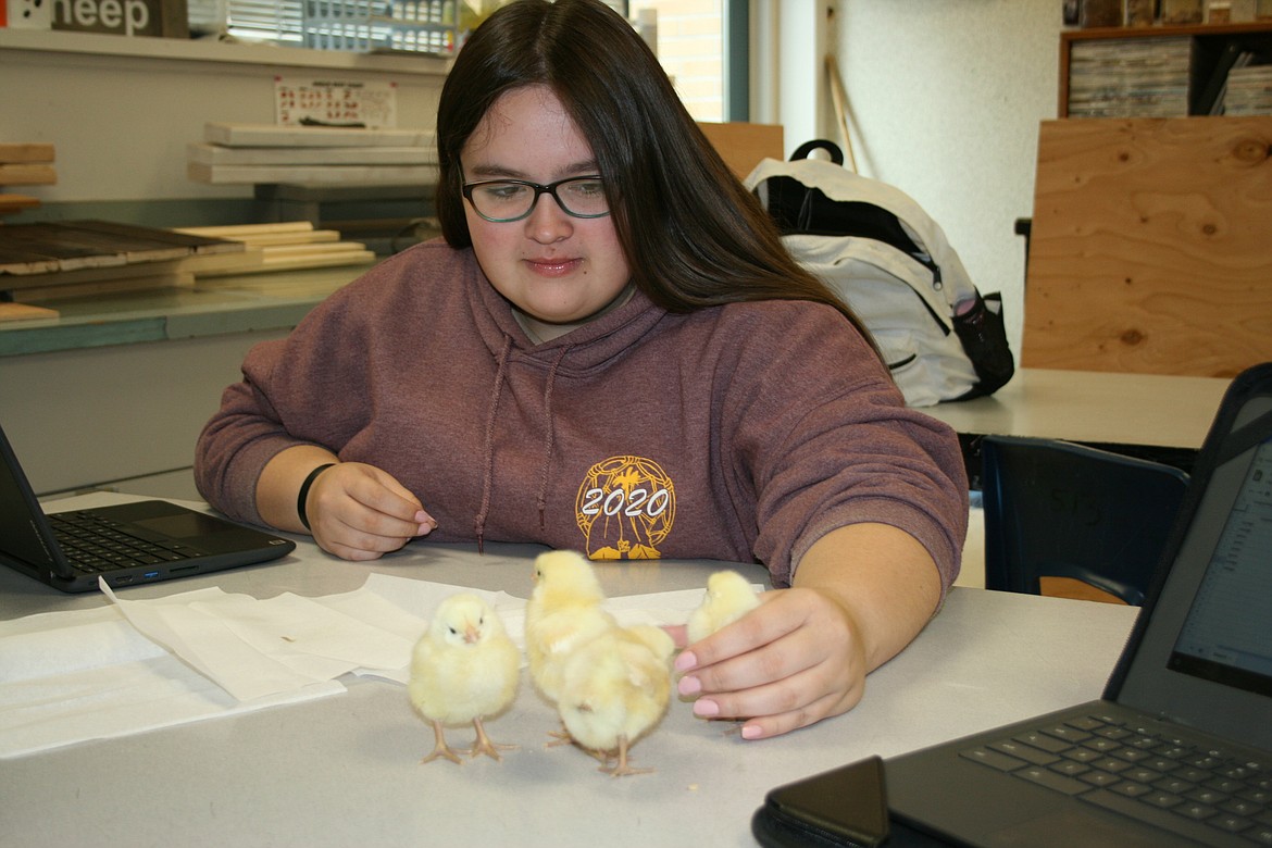 Makina Valdez tries to collect data – and at the same time herd chicks – for the animal science class project. The Moses Lake High School class is raising chickens as a science and business project.