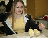 Moses Lake High School class in the chicken business