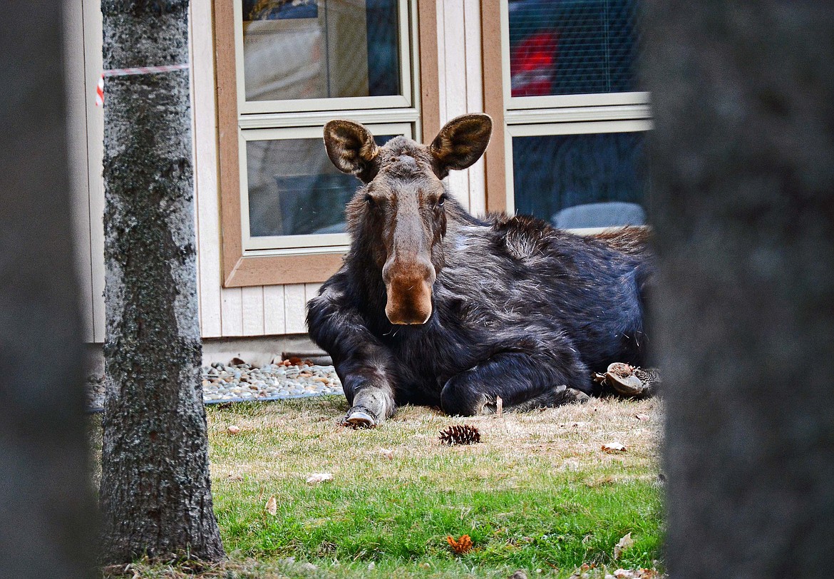 A moose, whose photo was captured by photographer Jim Howes, finds a comfortable spot to rest behind Idaho Department of Lands on Highway 2. If you have an original picture that you took that you would like to see run as a Best Shot or I Took The Bee send it in to the Bonner County Daily Bee, P.O. Box 159, Sandpoint, Idaho, 83864; or drop them off at 310 Church St., Sandpoint. You may also email your pictures in to the Bonner County Daily Bee along with your name, caption information, hometown and phone number to bcdailybee@bonnercountydailybee.com.