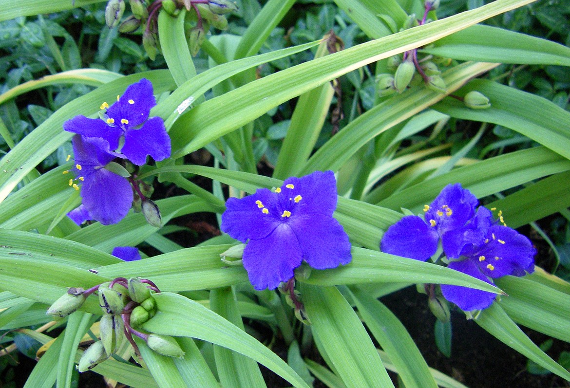 Tradescantia — or Spiderwort, comes in many sizes and shades of blue. A non-native, it is a beautiful and exotic addition to a shady, deer-proof garden.