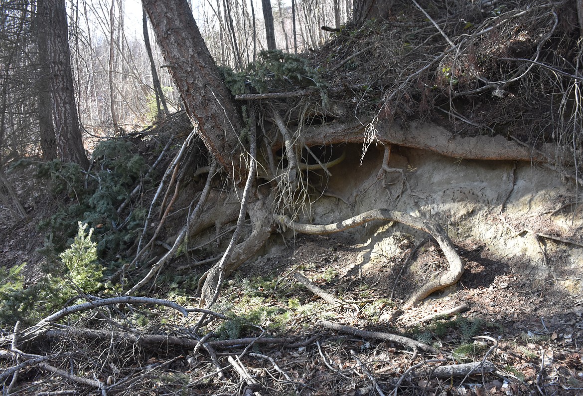 Erosion exposes a maze of roots.