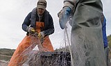 Gillnetting for pike in Windy Bay aids cutthroat survival