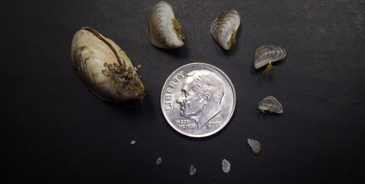 (Photo courtesy IDAHO STATE DEPARTMENT OF AGRICULTURE) 
 These mussels were found attached to a used vessel sold at auction in Las Vegas.