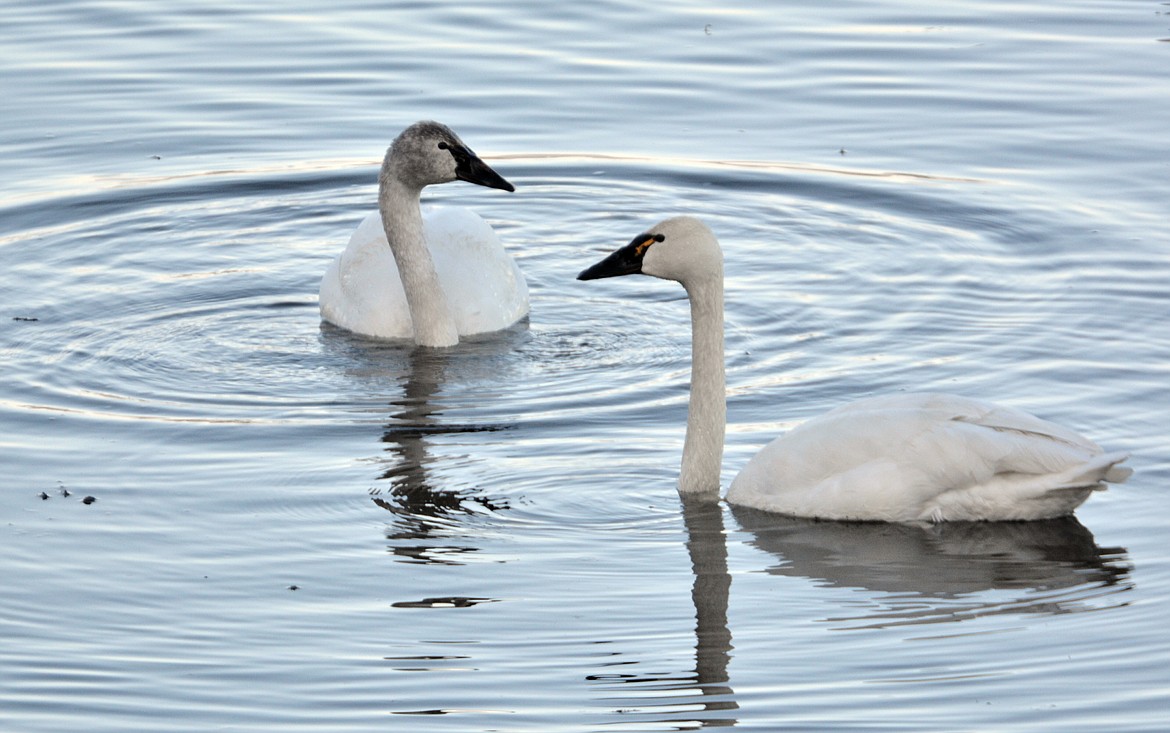 As the sun went down at the Kootenai National Wildlife Refuge I snapped this picture of a pair of Tundra Swans feeding. Notice the orange mark between the black beak and eye on the right swan.