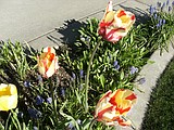ELAINE CERNY: MY GARDEN PATH — Got spring fever yet?