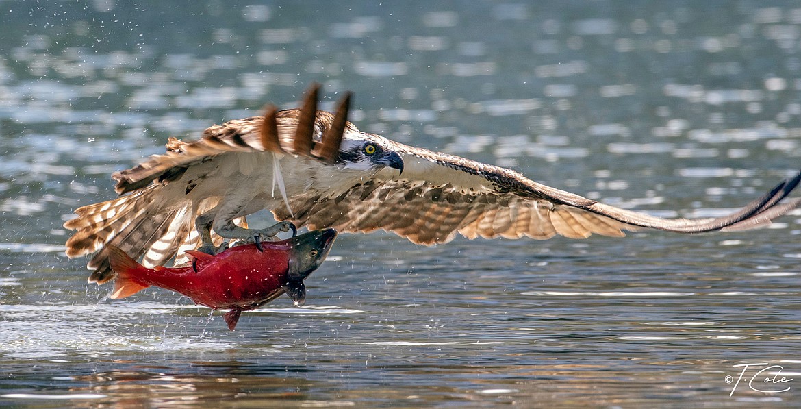 An osprey snags a spawning kokanee salmon in this image by Tim Colquhoun, a local birder who focuses on shooting pictures of raptors. More of Colquhoun's images can be seen at https://www.flickr.com/photos/tc99206/
