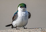 Follow Idaho’s bird trail to Panhandle hinterlands