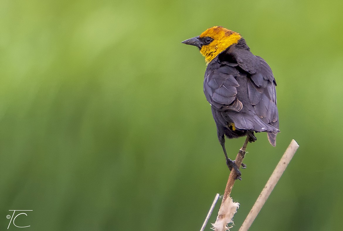 Blackbirds, such as the yellow-headed shown here, are found in North Idaho marshlands in spring with their red-winged cousins. Following the North Idaho bird trail, which includes several locations near Coeur d’Alene, is a good way to get out this spring.