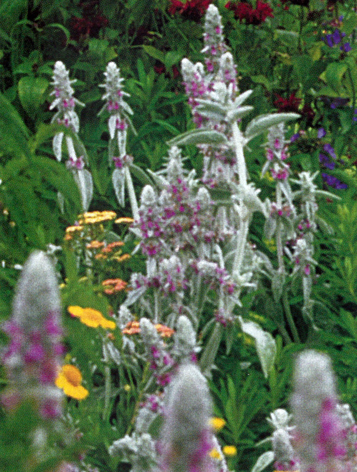 Wooly Lamb’s Ears (Stachys) are soft sweet pettable darlings in the garden — and deer hate them!