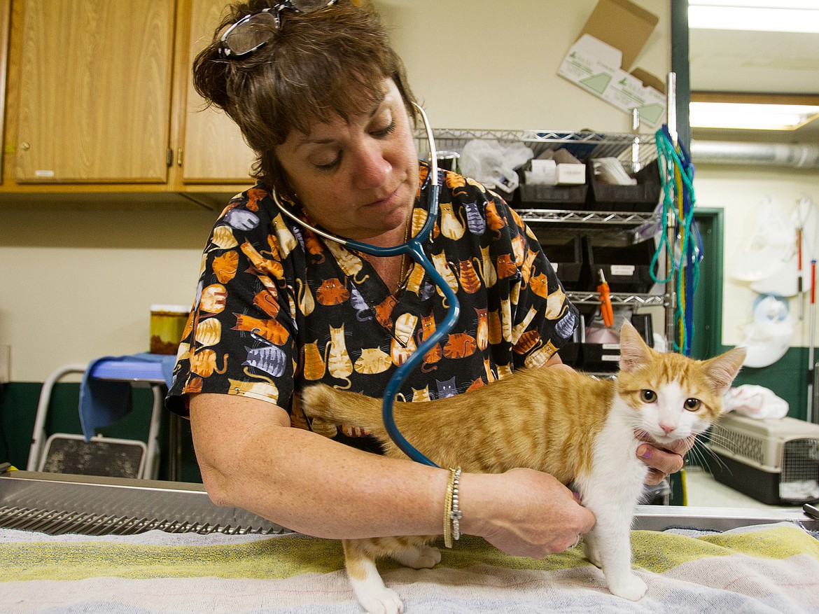 Shelter veterinarian Dr. Colette Bergam checks the vitals on a kitten before administering a vaccination at Kootenai Humane Society in Hayden.