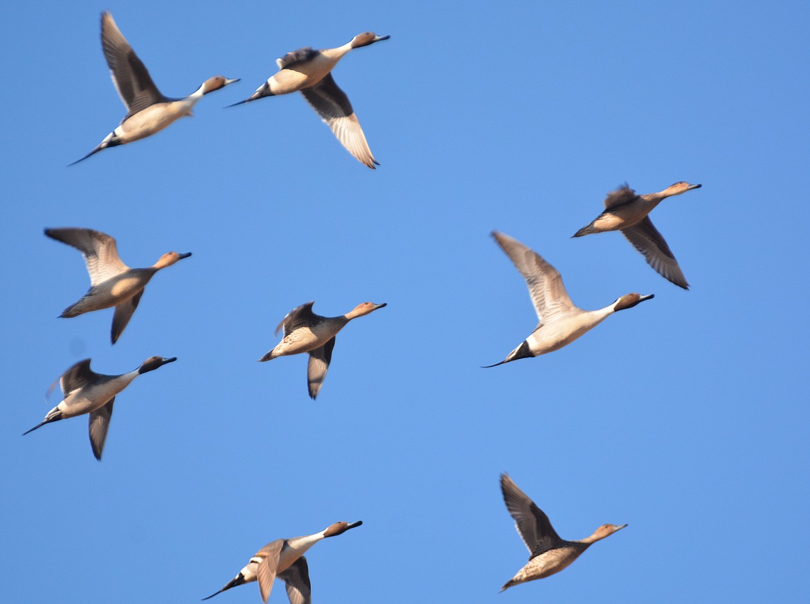 Northern pintail ducks are swift flyers, flying at speeds up to 65 miles per hour.
