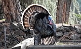 A gob of turkey hunting opportunities in the Panhandle