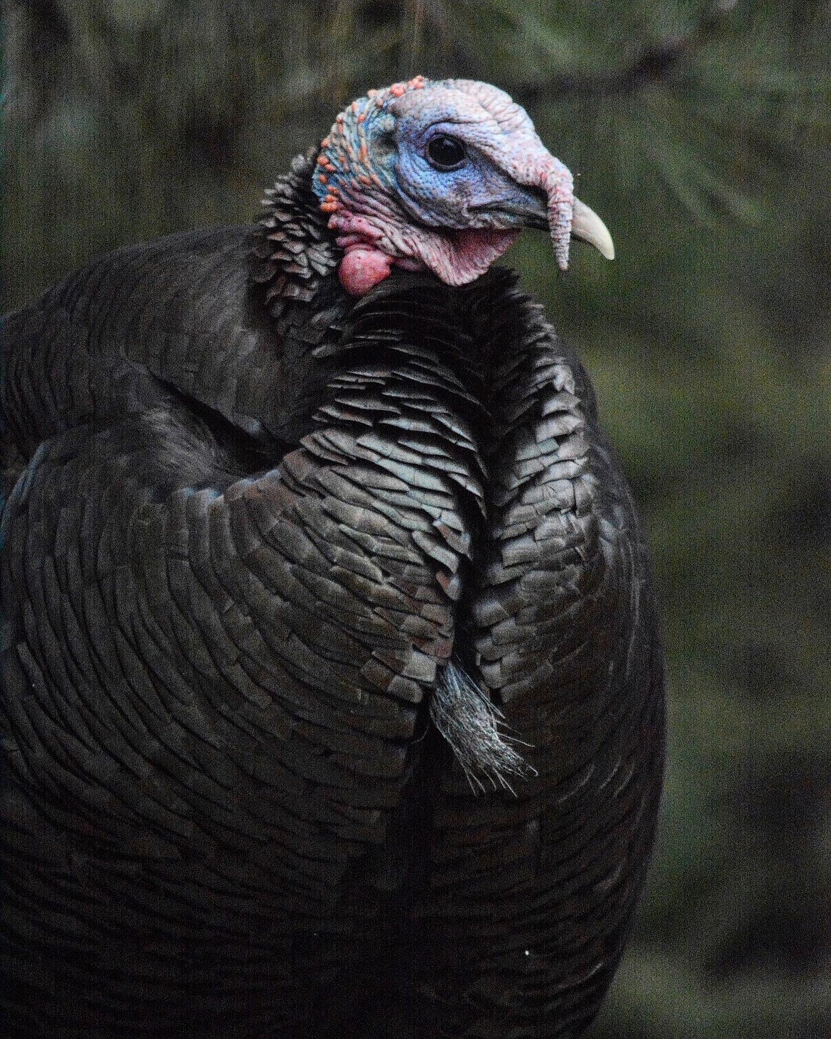 Male turkeys, called toms or gobblers, have a beard made of modified feathers. About 10 to 20 percent of female turkeys, called hens, also have beards. Most hunters target birds with long beards, although young male turkeys with short beards, called jakes (pictured), are also fair game. 
  
 Mary Stone