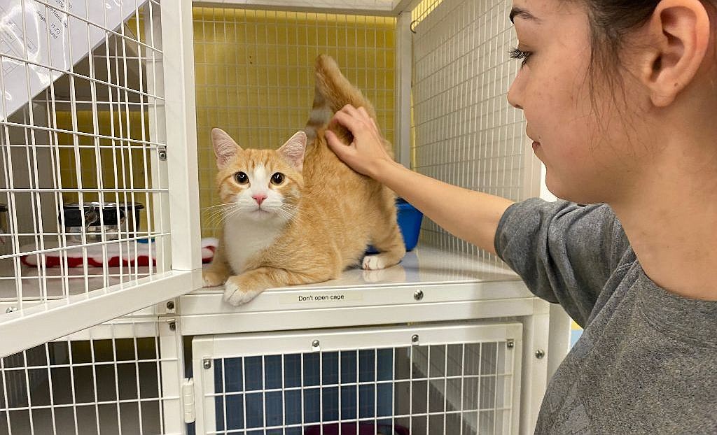 Tessa Moreno, Kootenai Humane Society cat technician, checks on one of the cats at the shelter on Friday.