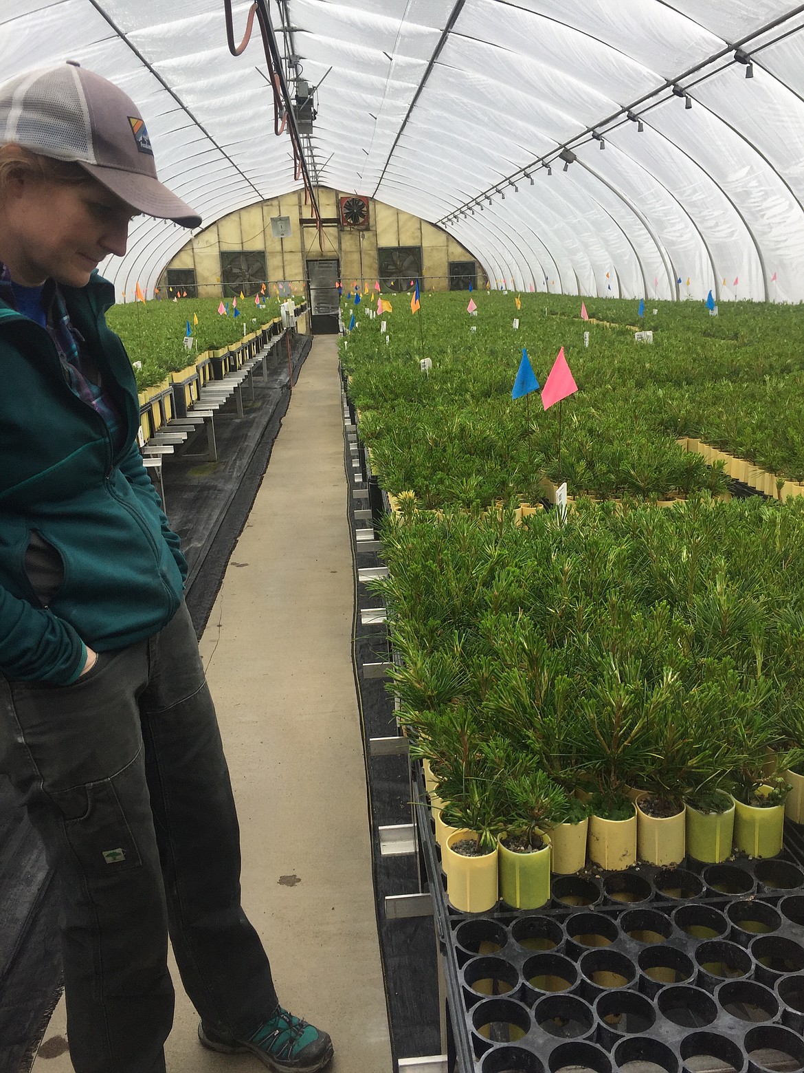 Emily Rhoades, horticulturist and greenhouse manager, examines whitebark pine seedlings at the Coeur d'Alene Forest Service nursery. The conifer requires an extra year of care before being transported to regional forest service districts for reforestation planting. (JENNIFER PASSARO/ Press)