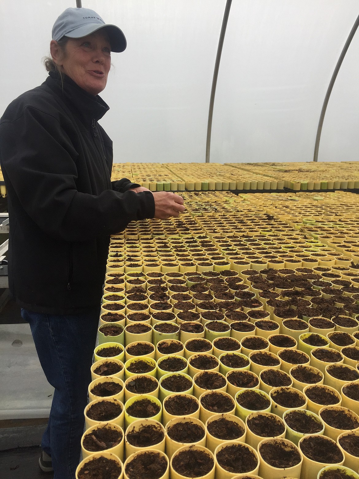 Yvonne Holman sows whitebark pine seeds at the Coeur d'Alene Forest Service nursery. She estimates she has sown 200,000 of the 300,000 seeds the nursery will grow this year. (JENNIFER PASSARO/Press)