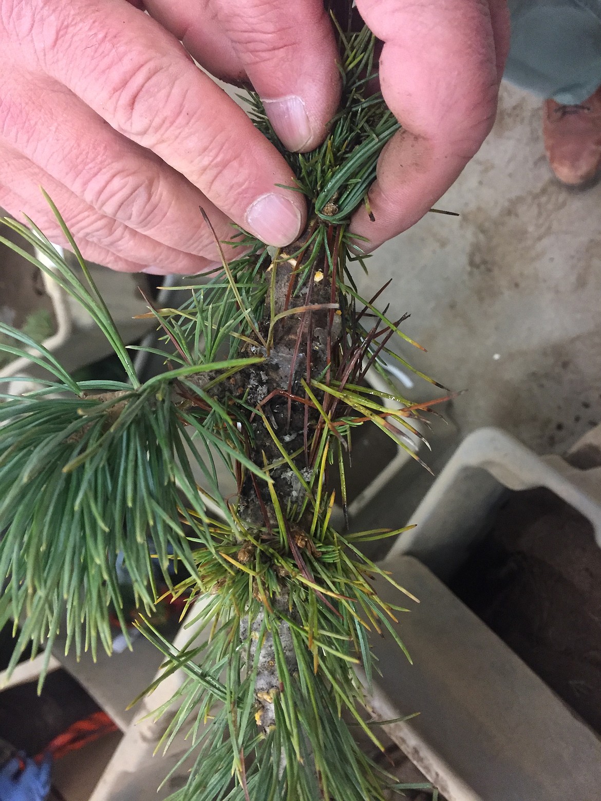 Aram Eramian points out the blister rust on a whitebark pine seedling. The seedlings are grown to be resistent to the disease, but it is not always effective. (JENNIFER PASSARO/Press)