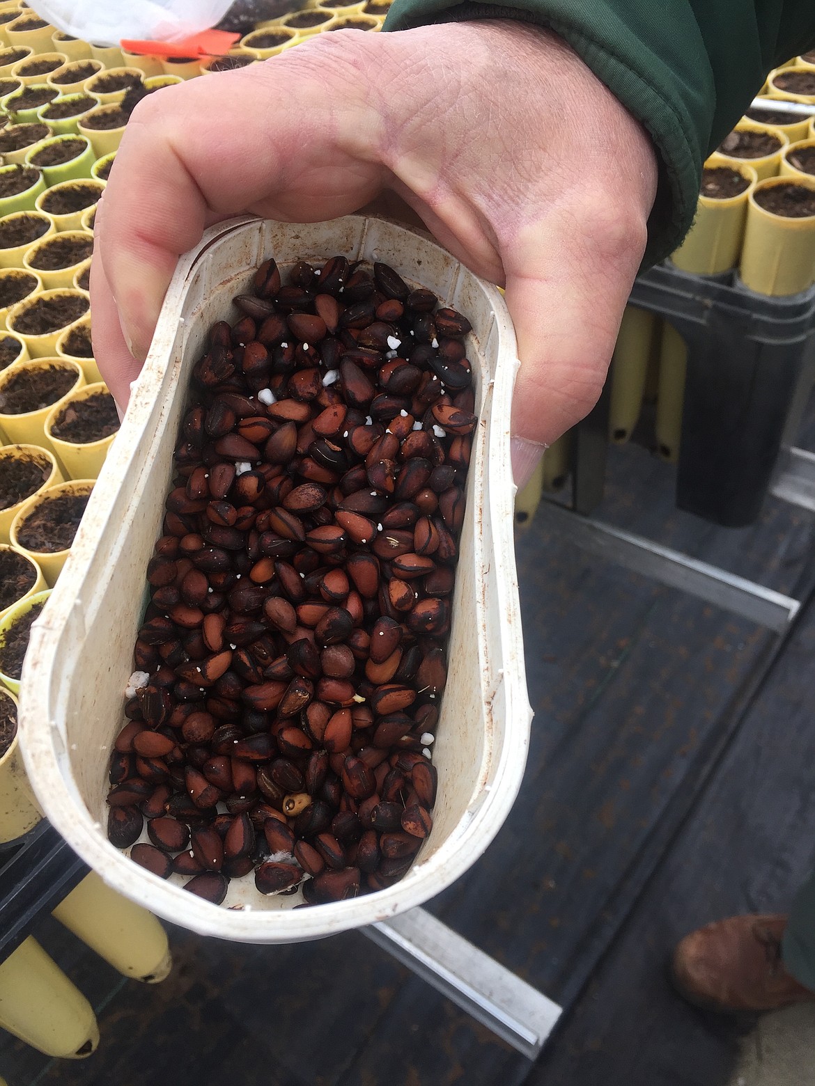 Aram Eramian holds a carton of whitebark pine seeds. The seeds require 120 days to germinate. (JENNIFER PASSARO/Press)