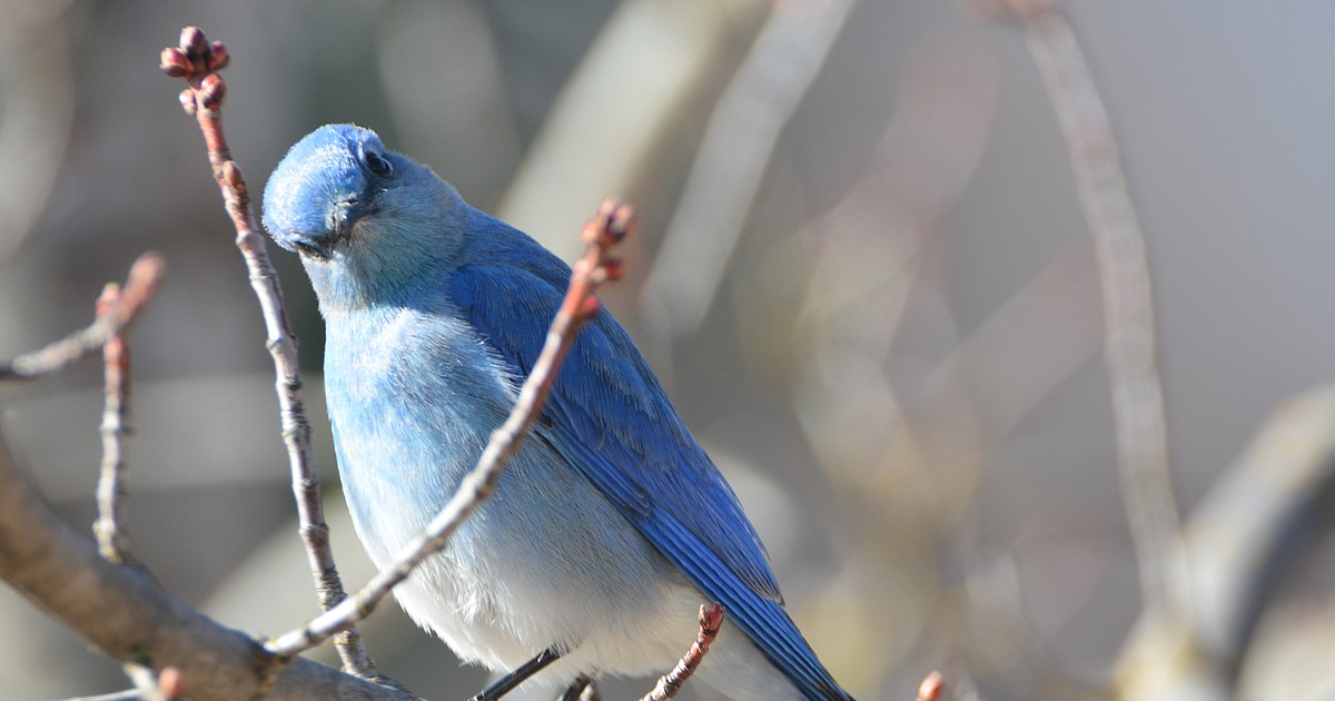 Idaho State Bird – Mountain Bluebird –  – 50states