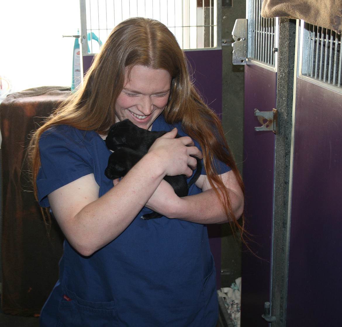 Grant County Animal Outreach shelter coordinator Kelsie Einspahn loads puppies into a carrier, the first step in placing them in a foster home.