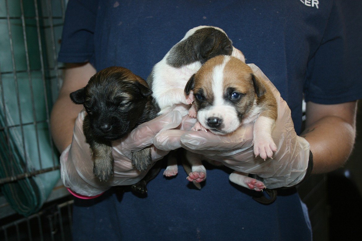 Puppies from the Grant County Animal Outreach shelter are transferred to a carrier on their way to a foster home.