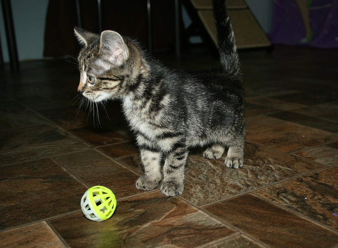 A kitten ignores the ball at its feet in favor of another shiny object. The kitten is among the animals ready, or almost ready, for adoption at the Grant County Animal Outreach shelter.