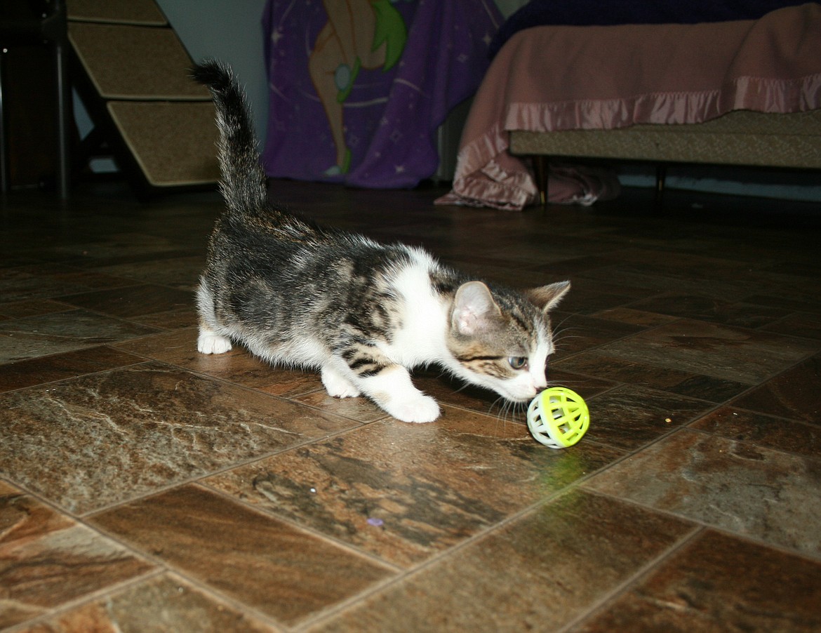 A kitten chases a ball at the Grant County Animal Outreach shelter. The COVID-19 outbreak has brought some challenges, but the shelter continues to operate.