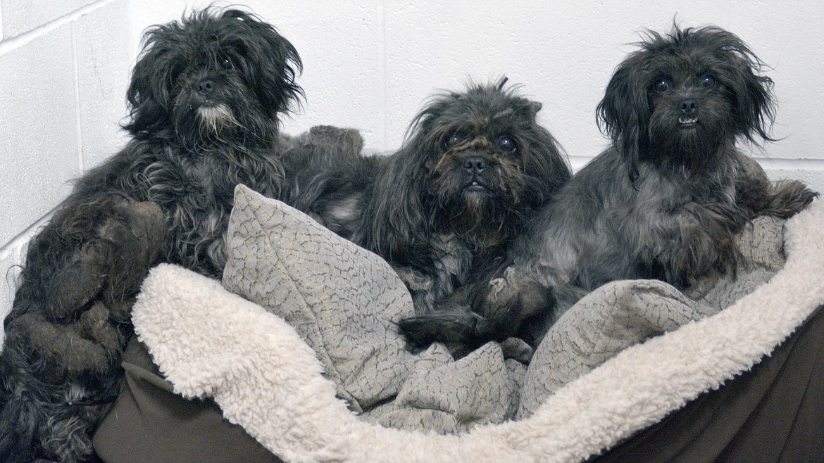 Three black dogs were taken from a hoarding situation. Their matted fur was twice the size of their bodies. Each had to be anesthetized to be shaved down to their skin.