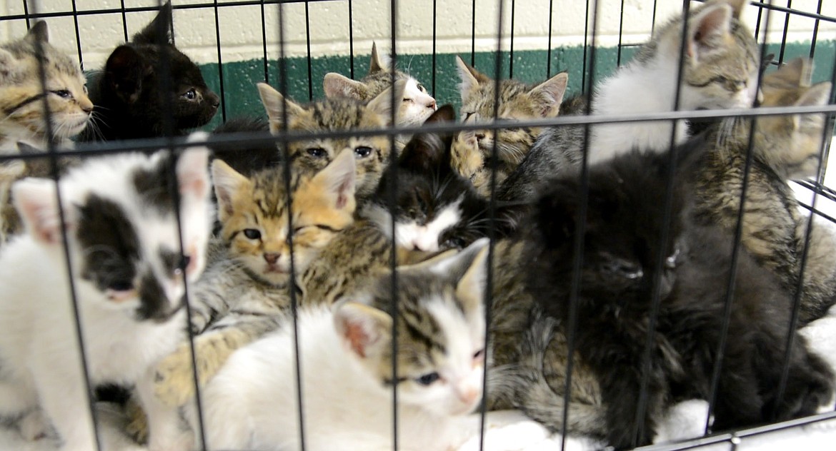 Nearly 20 kittens of various ages were left outside Kootenai Humane Society during open hours. All of them were sick. Not all survived. April Is Prevention of Cruelty to Animals Month, a time people across the country are raising awareness for animal welfare. (Photo courtesy of Kootenai Humane Society)