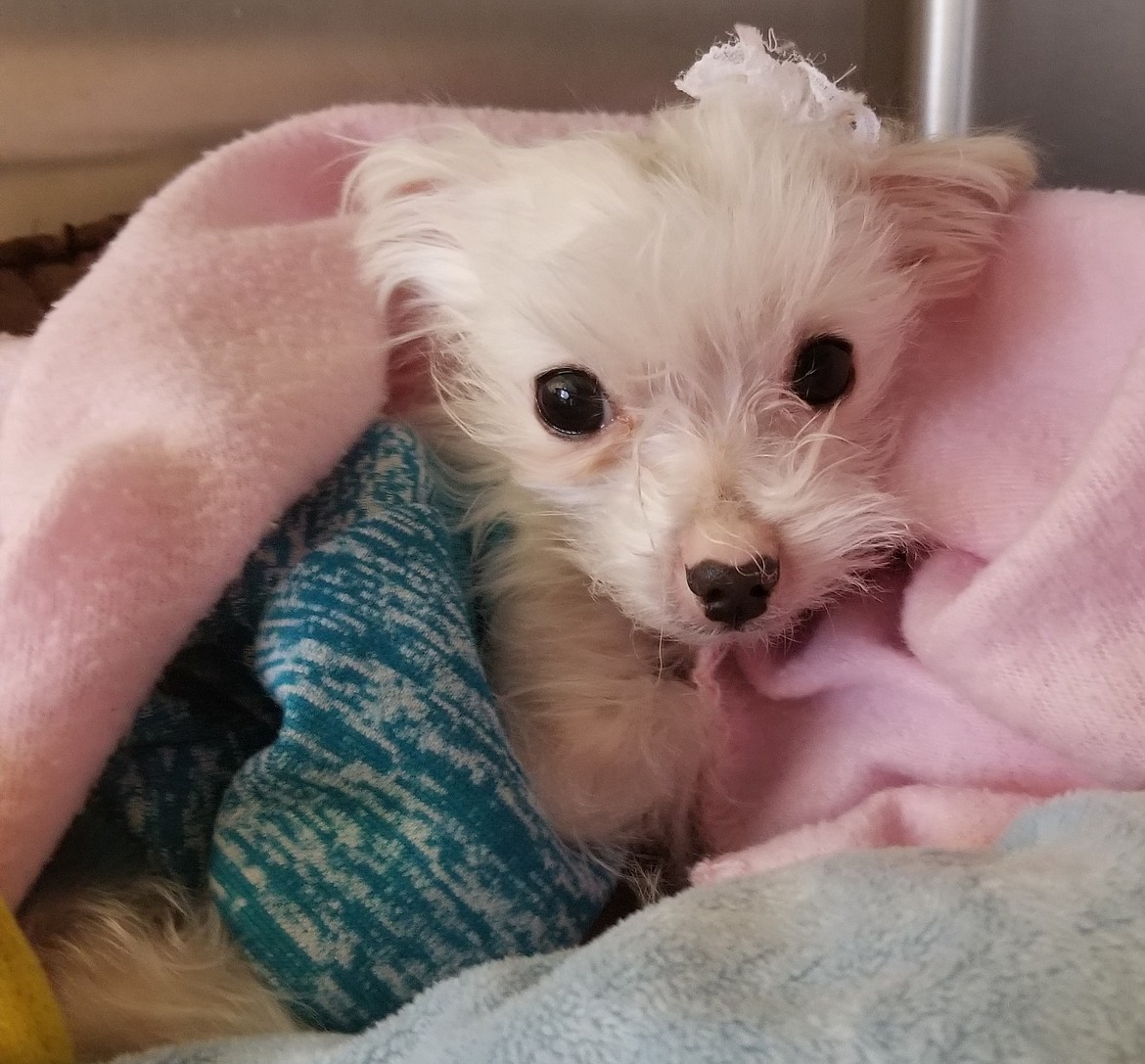 Kootenai Humane Society nursed this small dog back to health after he was found in a gutter, barely alive. (Photo courtesy of Kootenai Humane Society)