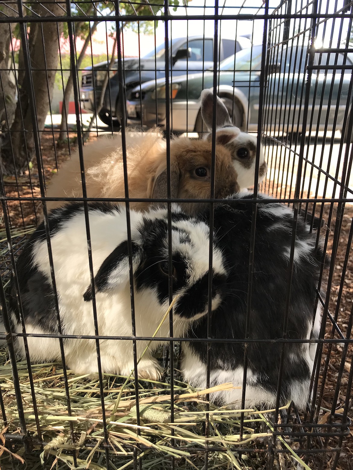 This wire kennel full of rabbits was left in the Kootenai Humane Society parking lot during temperatures of more than 90 degrees.