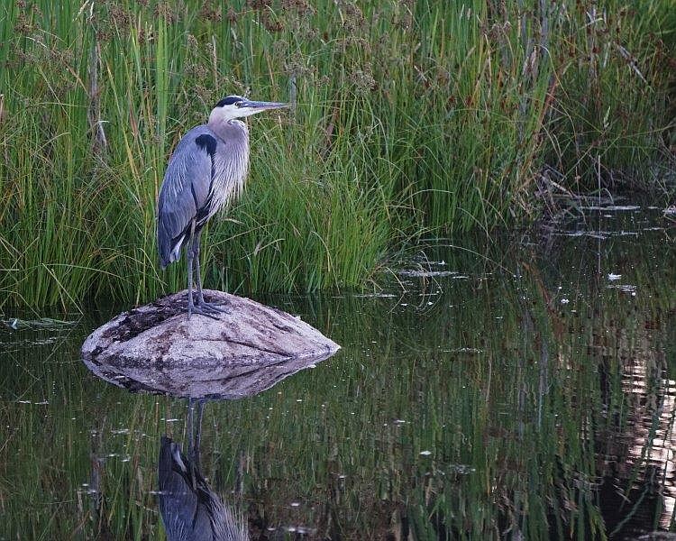 Abundant wildlife and beautiful natural spaces at the Dover Bay Waterfront Community on Lake Pend Oreille.